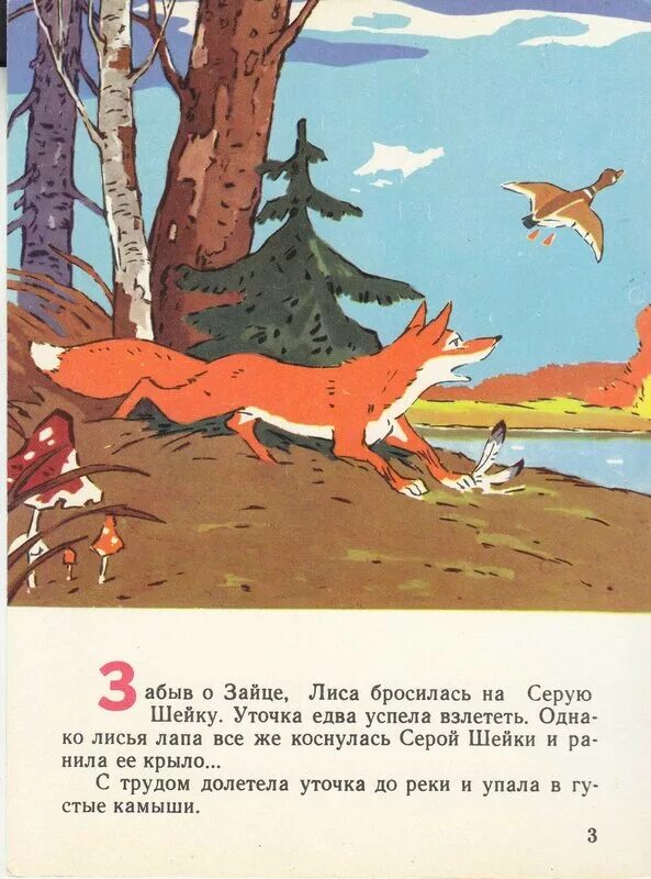 У серой шейки замерло сердце. Серая шейка.сказки. Рассказ серая шейка. Серая шейка иллюстрации. Серая шейка иллюстрации к сказке.