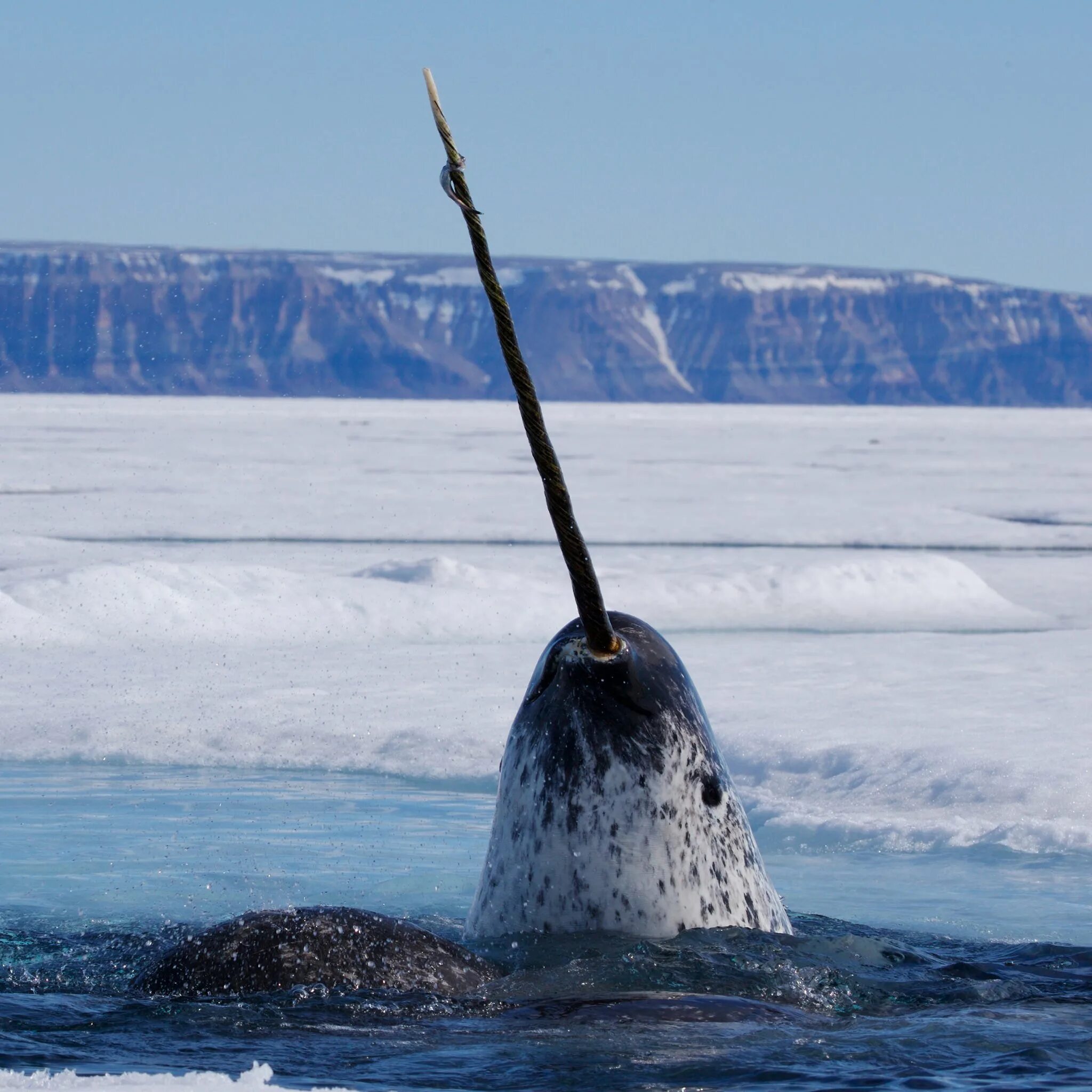 Нарвал морской Единорог. Кит нарвал. Нарвал (Единорог) monodon Monoceros. Нарвал Северного Ледовитого океана. Рог нарвала