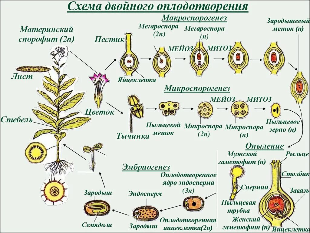 Деление генеративной клетки пыльцевого зерна. Схема двойного оплодотворения у цветковых растений. Оплодотворение покрытосеменных растений схема. Двойное оплодотворение у покрытосеменных растений. Схема двойного оплодотворения у покрытосеменных растений цветковых.