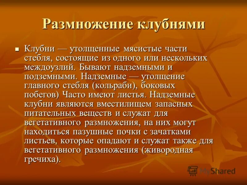 Размножение подземными побегами. Деткамиколонхоэ, которое размножается ж, название. Размножение клубнями примеры растений. Вегетативное размножение картофеля клубнями. Размножение растений клубнями описание.