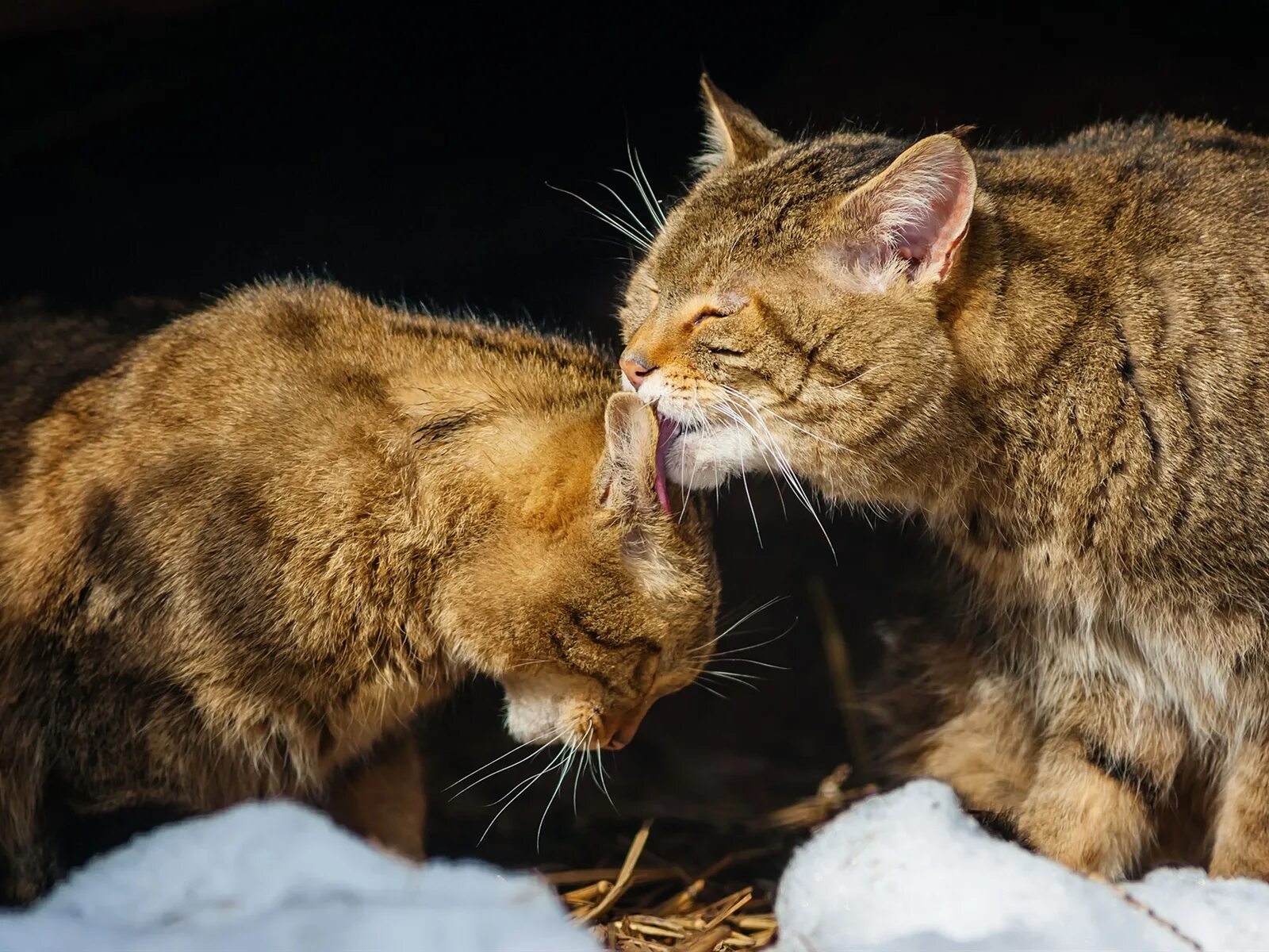 Caring cat