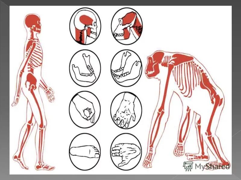 Скелет человека и примата. Строение человека и человекообразных обезьян. Опорно двигательная система человека и человекообразных обезьян. Строение скелета человекообразной обезьяны. Опорно двигательная система человекообразных обезьян.
