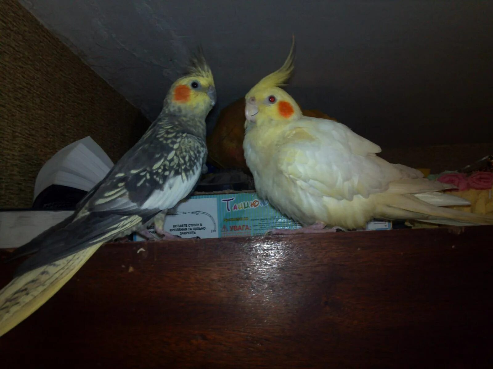 Корелла самка и самец. Попугай корелла самка. Попугай корелла самец. Попугай корелла мальчик и девочка.