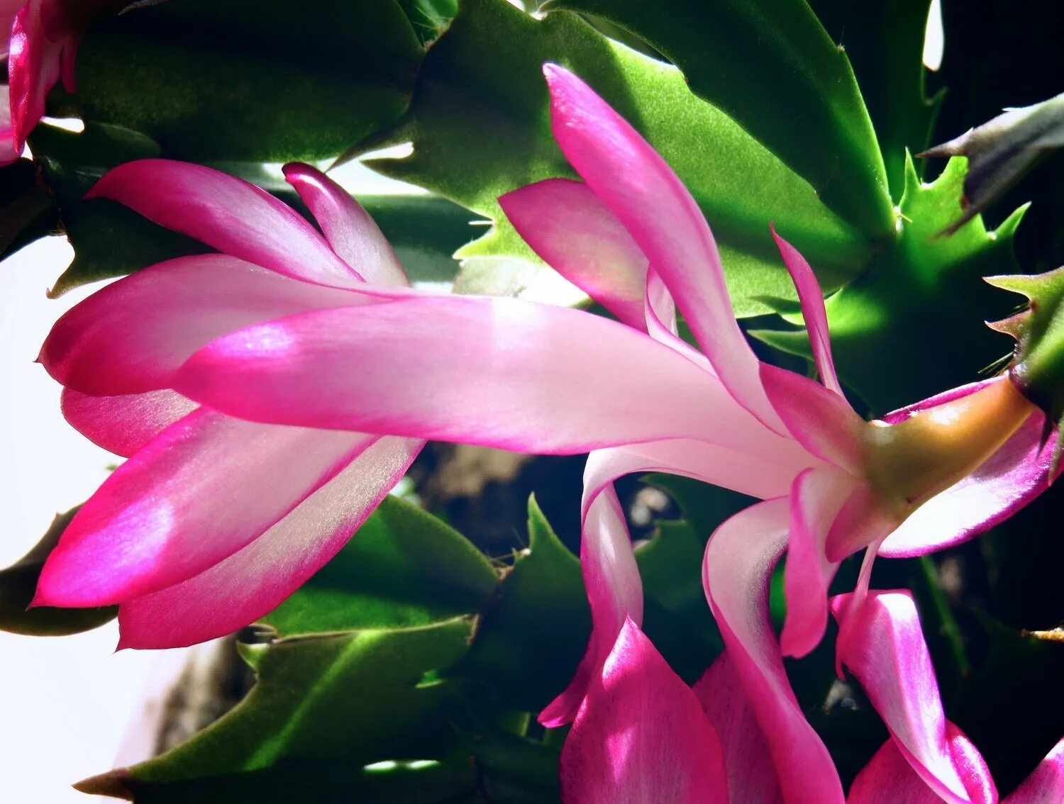 декабрист по научному. зигокактус шлюмбергера. зигокактус декабрист рождественник. зигокактус шлюмбергера. шлюмбергера декабрист зигокактус.