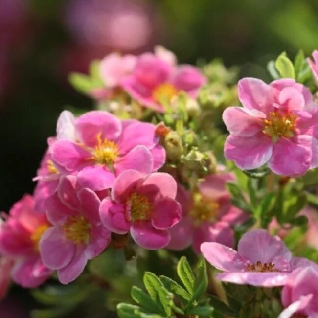 Лапчатка розовая сорта. Лапчатка кустарниковая pink paradise. лапчатка кустарниковая претти полли. лапчатка кустарниковая пинк квин. лапчатка кустарниковая &quot;pink paradise&quot; (&#039;пинк паради&#039;).