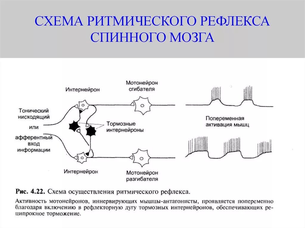 Спинной мозг рефлексы спинного мозга. Тонические и фазные рефлексы спинного мозга. Ритмический двигательный рефлекс. Классификация рефлексов спинного мозга физиология.