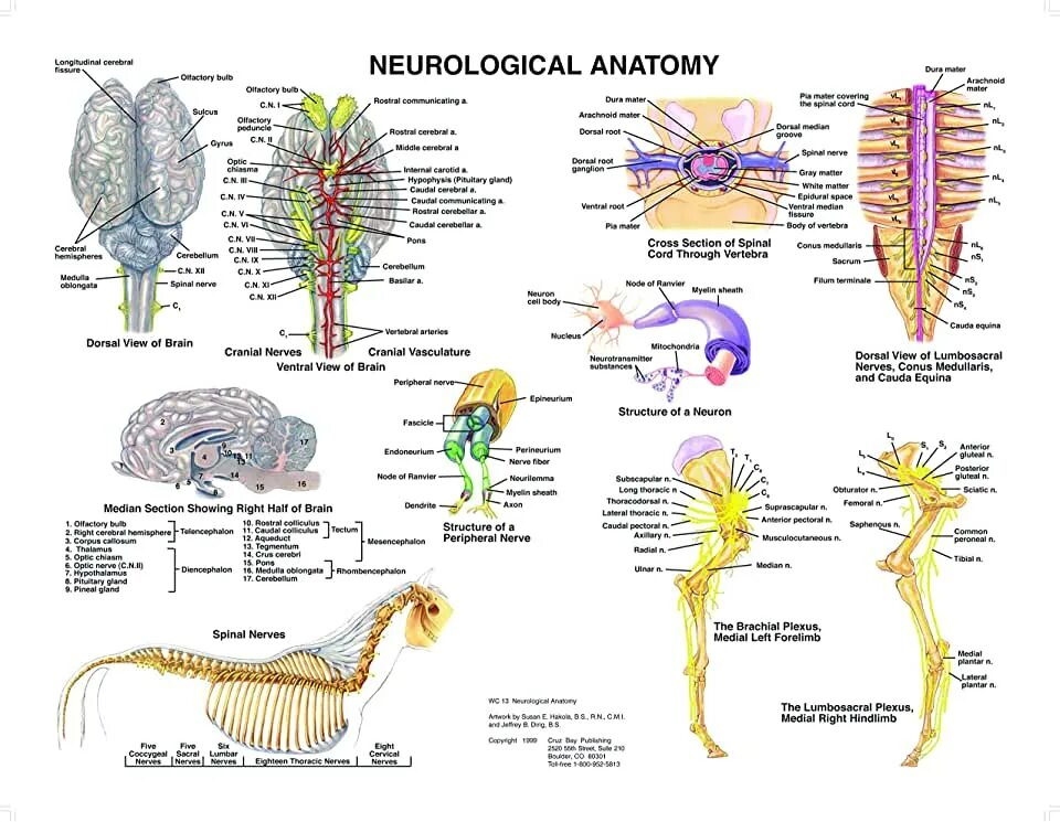 Anatomy ships