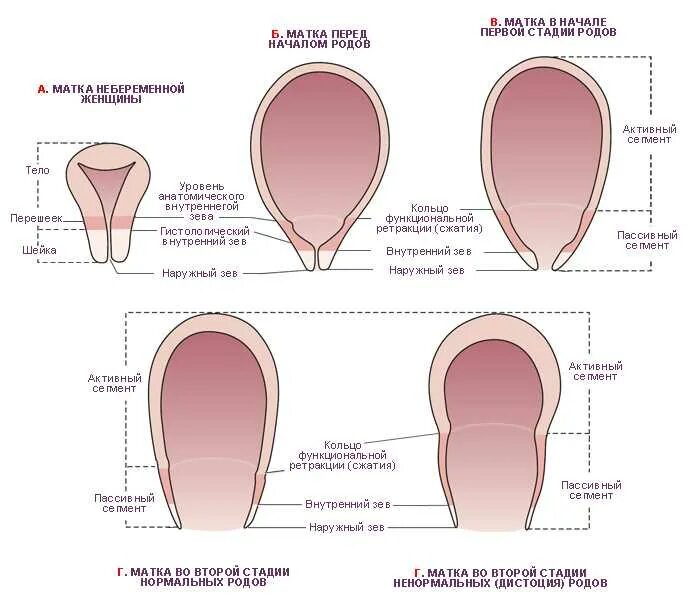 Шейка при родах сколько. Раскрытие шейки матки в родах. Схема родового процесса.