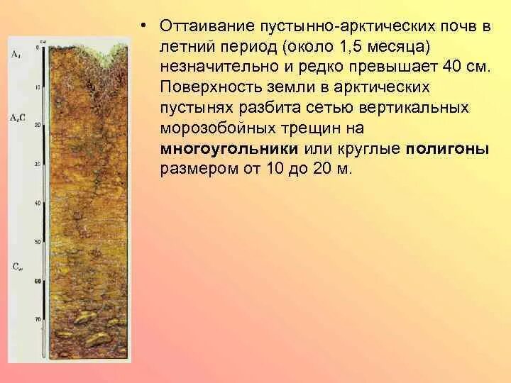 Пустынный тип почвы. Почвенный профиль арктических пустынь. почвенный профиль арктических почв. пустынно арктические почвы. почвенный разрез арктических почв.