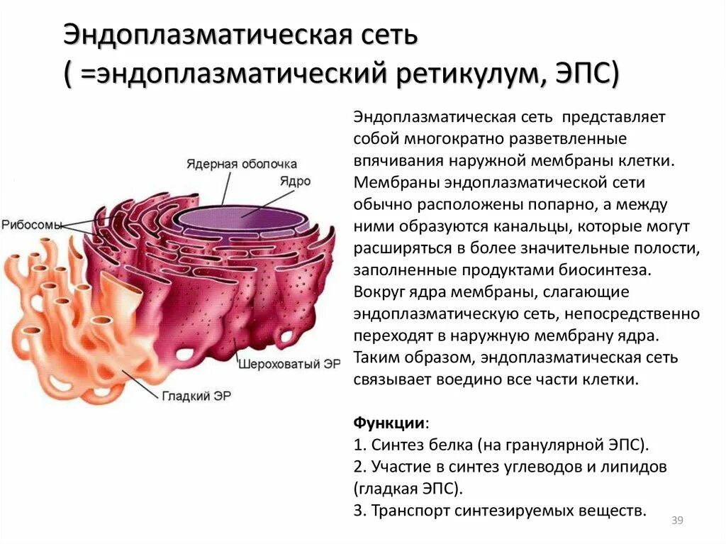 Шероховатая ЭПС строение. Эндоплазматическая сеть гладкая и шероховатая строение и функции. Гладкая и шероховатая ЭПС функции. Функции гладкой ЭПС. Эпс строение и функции