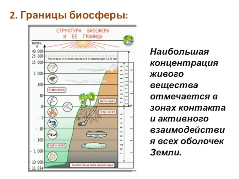 Границы жизни атмосферы. Биосфера строение биосферы. Границы биосферы 5 класс биология. Строение биосферы земли. Рис 103 границы биосферы.