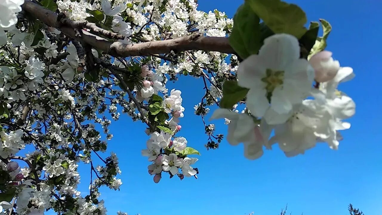 Песни о цветущих цветах