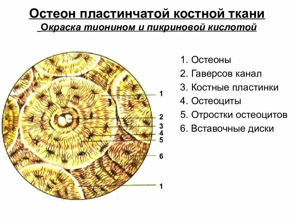 Остеон пластинчатой кости это. Строение остеона костная ткань. Остеон это в анатомии. Остеон гаверсова система. Пластинчатая костная ткань остеон.