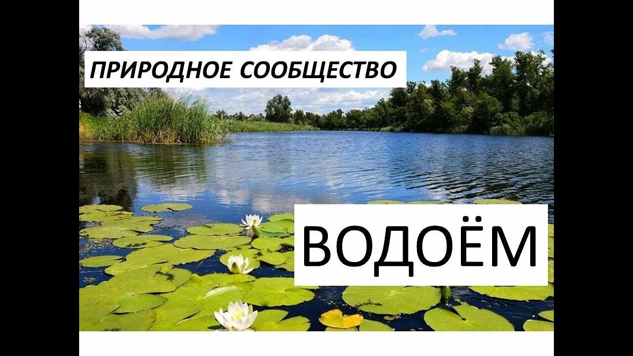 Природное сообщество лес луг озеро. Природное сообщество водоем. Природное сообщество пресный водоем. Водоемы окружающий мир. Сообщество водоем 3 класс.