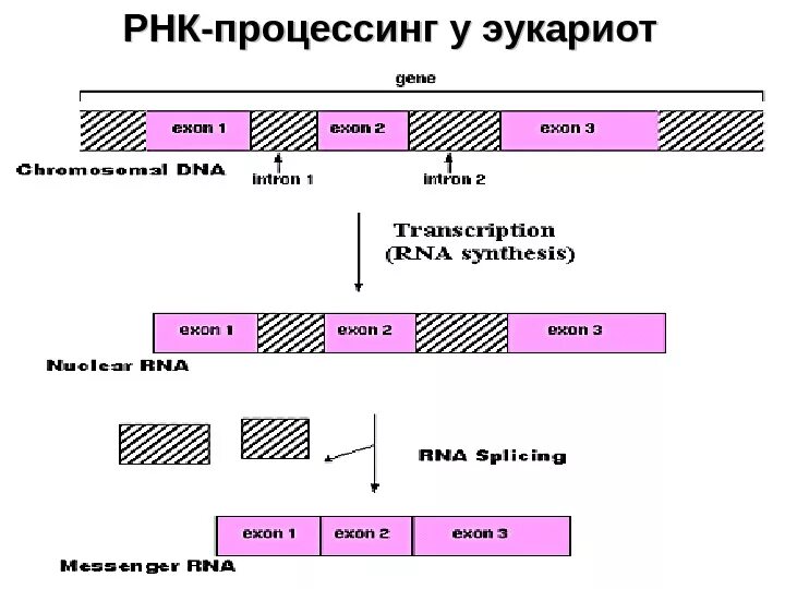 Схема процессинга РНК. Этапы процессинг МРНК эукариот. Сплайсинг МРНК эукариот. Процессинг информационной РНК У эукариот биохимия. Процессинг синтез