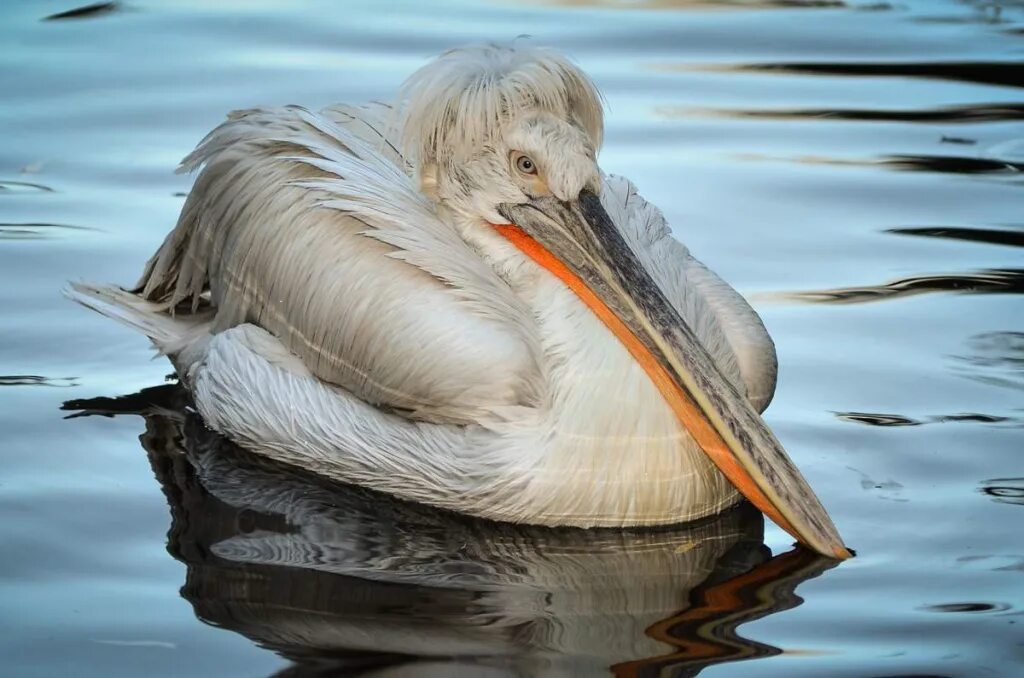 Птицы занесенные в красную россии. Кудрявый Пеликан (Pelecanus crispus). Кудрявый Пеликан – Pelecanus crispus Bruch. Хохлатый Пеликан. Кудрявый Пеликан Краснодарский край.