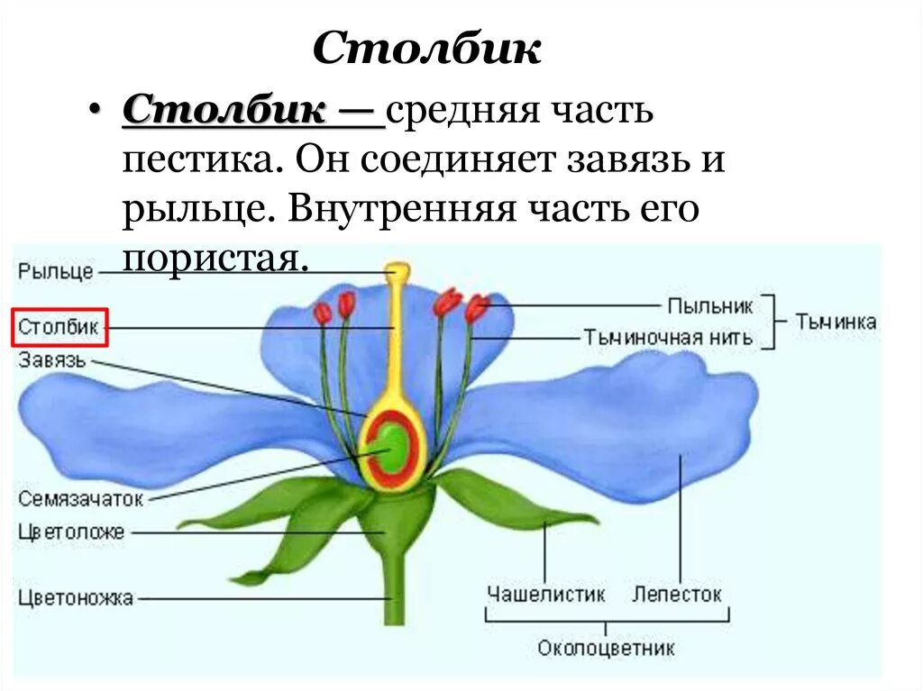 Чашелистик пыльник рыльце. Завязь и семяпочка. Части пестика цветка. Чашелистики пестик тычинки венчик. Обычно венчик окружен б состоящей из чашелистиков