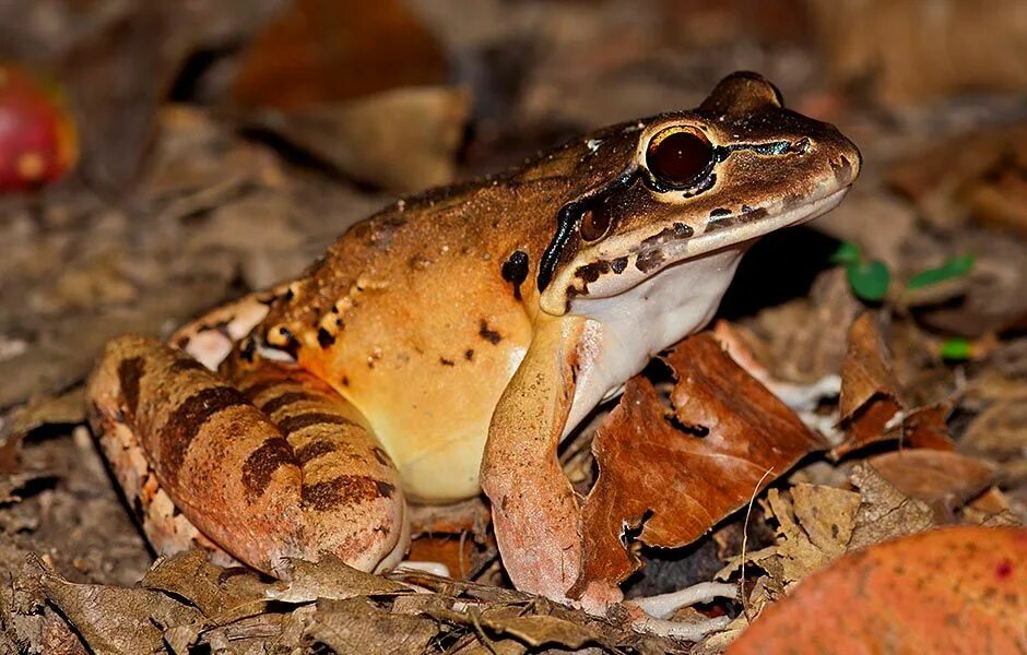 Leptodactylus fallax. Mountain chicken. Mounting chicken. Горная лягушка. Горная курица жаба.