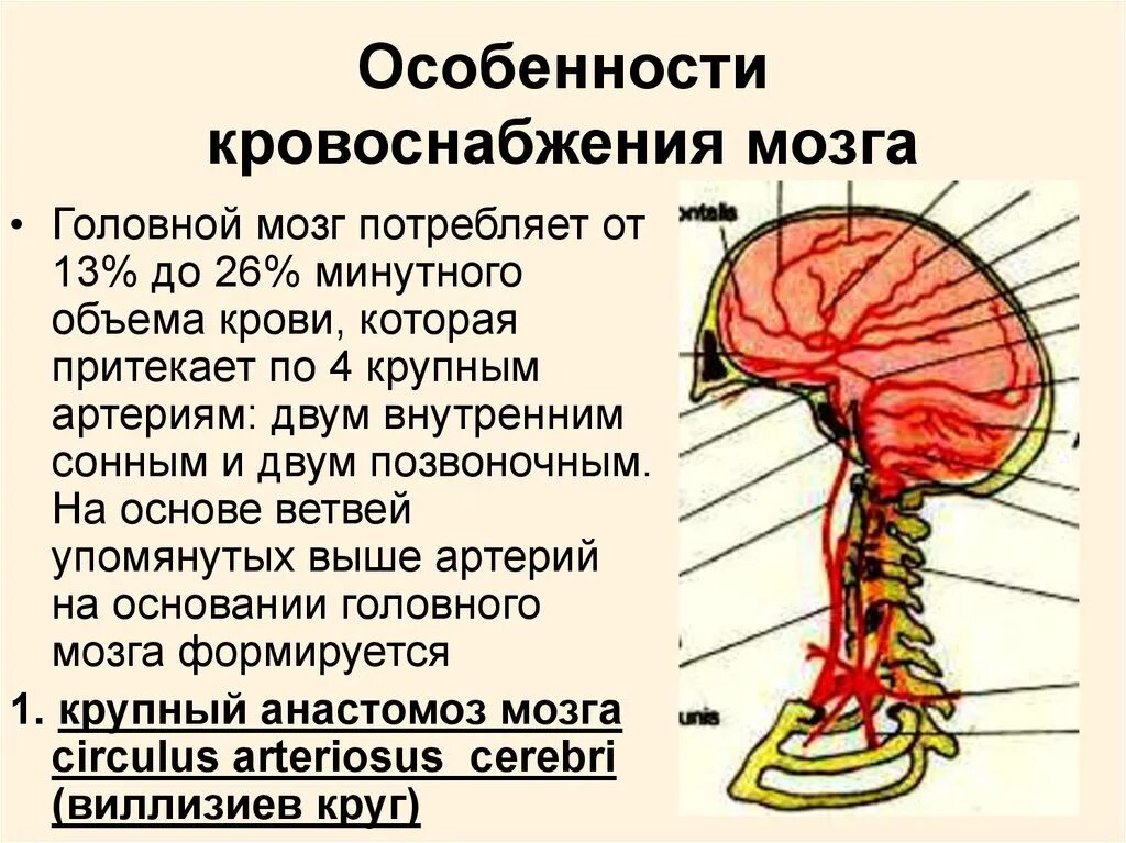 Имеет крови мозга и. Особенности кровоснабжения мозга. Особенности кровообращения головного мозга. Кровоснабжение головного мозга. Особенности мозгового кровоснабжения.