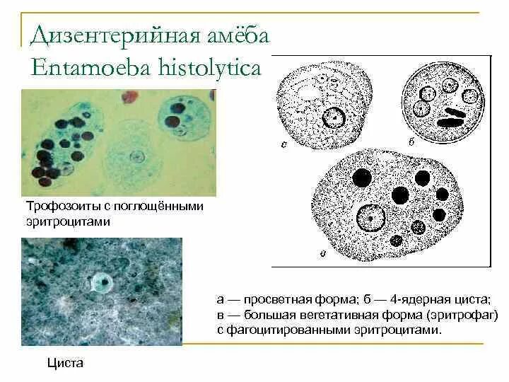 Эритроцит амеба. Эритроцит амеба