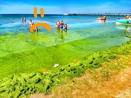 Цветущая вода анапа