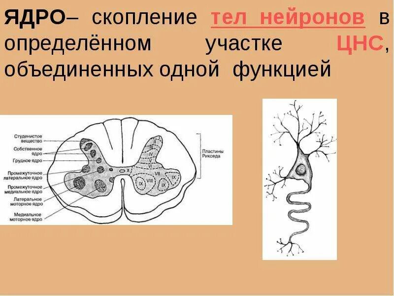 Скопление нейронов. Скопление тел нервных клеток. Скопление тел нейронов в ЦНС. Скопление нервных клеток образует. Аксон образует серое вещество