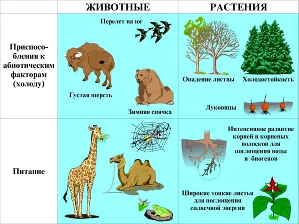 Экологические факторы. Влияние экологических факторов на животных. Экологические факторы животных примеры. Факторы экологические и растения и животные. Приспособление живых организмов в лесу