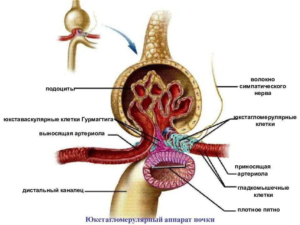 Юкстагломерулярный аппарат почек. Юкставаскулярные клетки Гурмагтига. Юкстагломерулярные клетки. Плотное пятно это в физиологии. Выносящая артериола почки