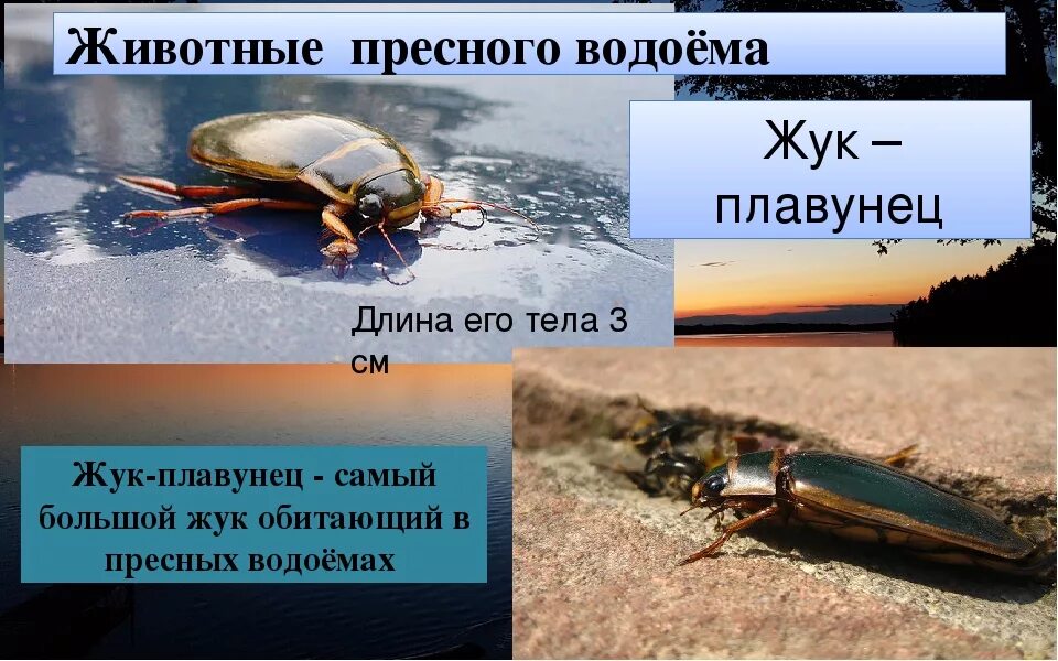 Сообщение о водоеме 2 класс