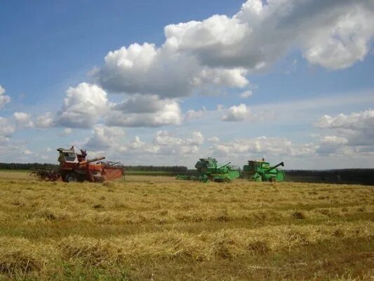 Брянская область село зернова. Село зерново брянская область. Брянск сельское хозяйство. Сев зерновых 2022. Ячмень.