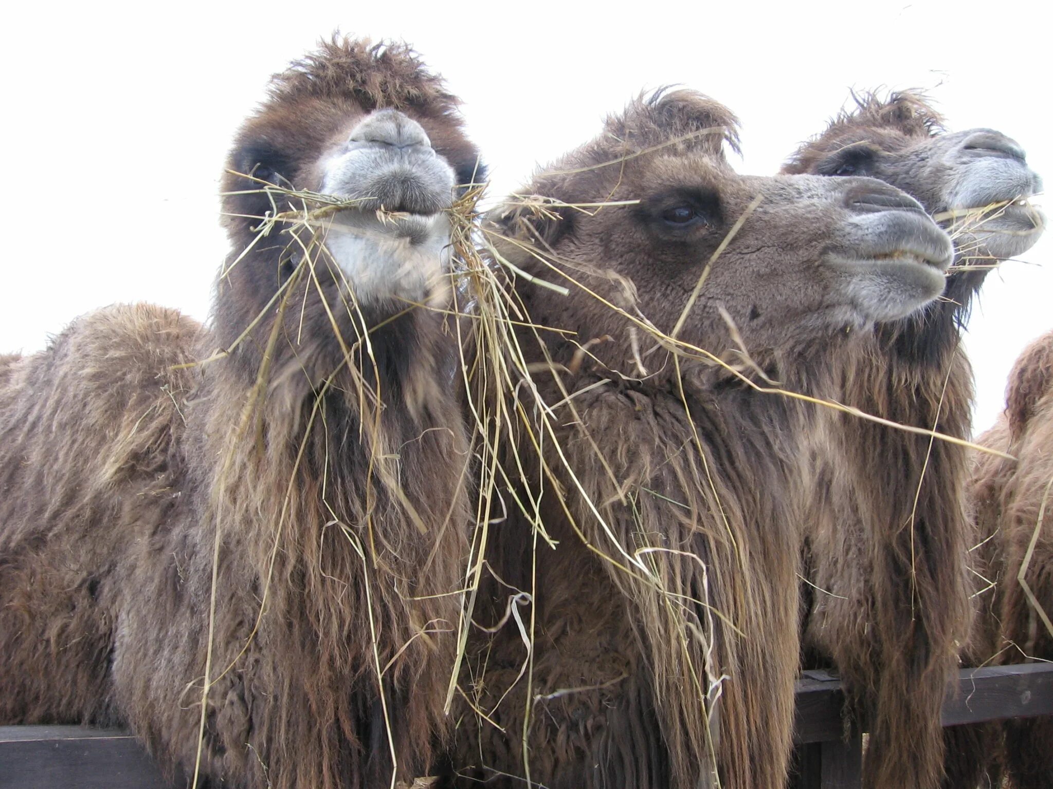 Верблюжья колючка и верблюд. Верблюд в пустыне. Верблюд в пустыне. Колючее растение для верблюдов. Что едят верблюды.