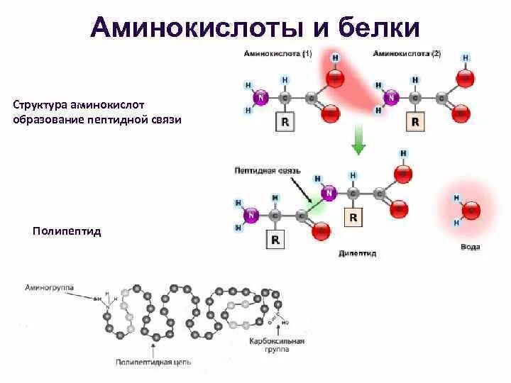 Образует полипептид. Строение белков и аминокислот. Построение белков из аминокислот. Строение аминокислоты и образование пептидной связи. Строение аминокислоты белка.