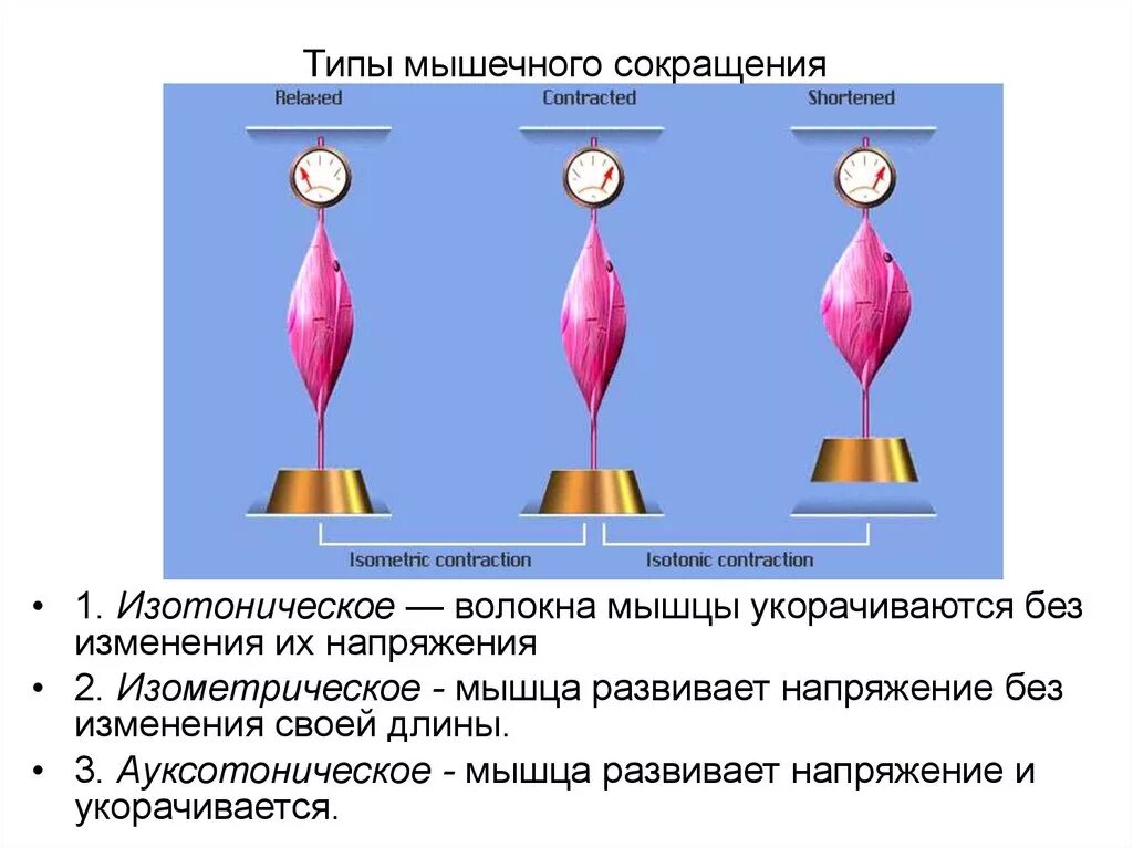 Способность мышцы