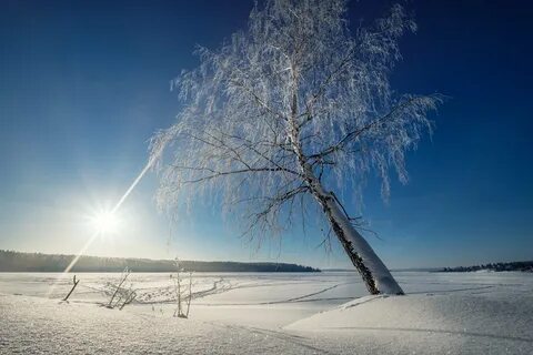 Зимняя береза