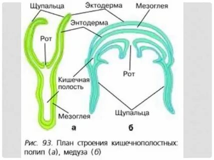 1 кишечная полость