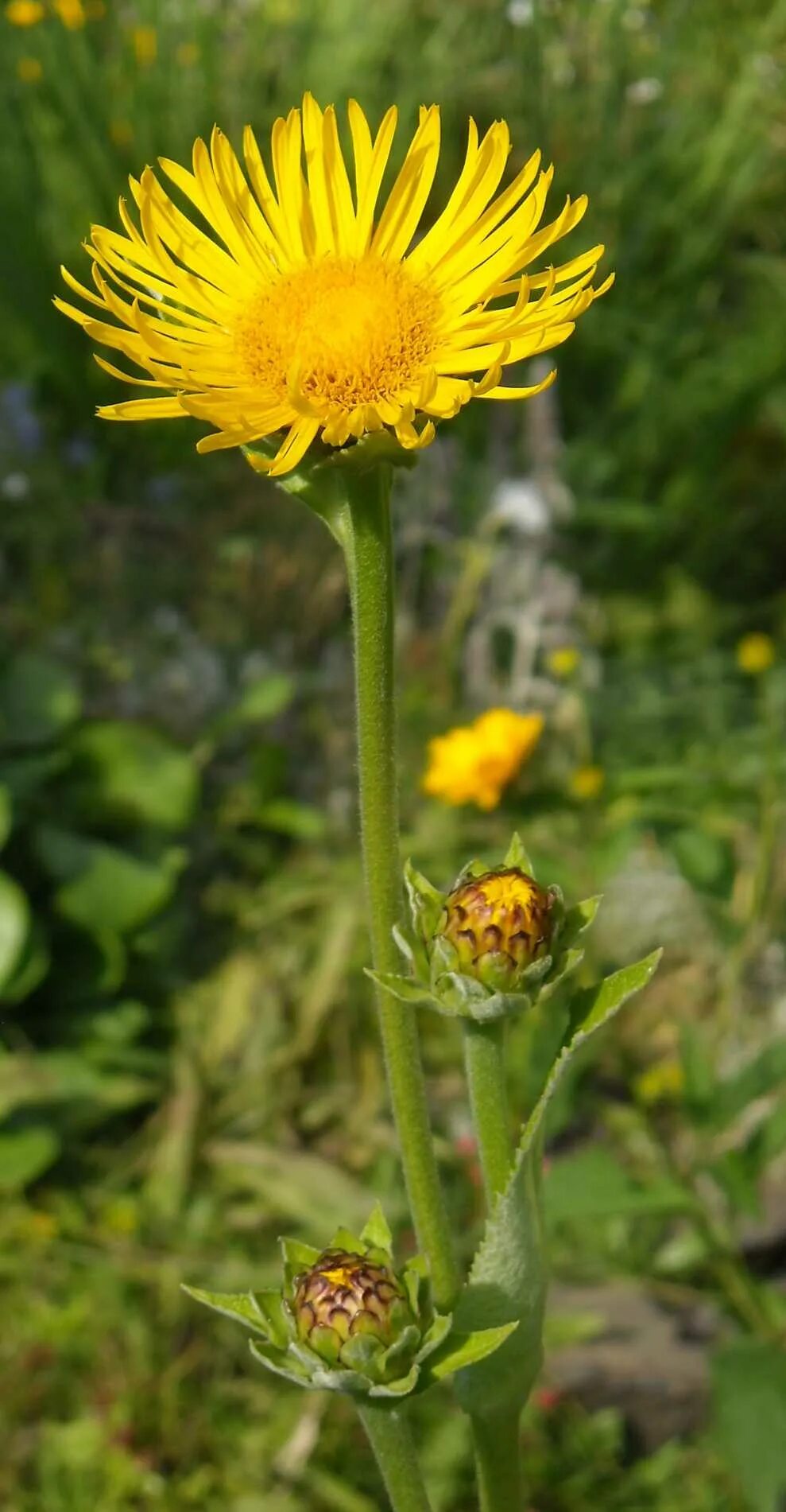 Inula britannica - Image of an specimen - Plantarium
