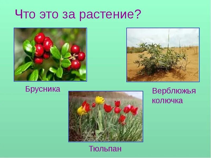 Тюльпан где растет природная зона. Тюльпан природная зона России 4 класс. Брусника где растет природная зона. В какой природной зоне растет брусника. Брусника в какой природной зоне.