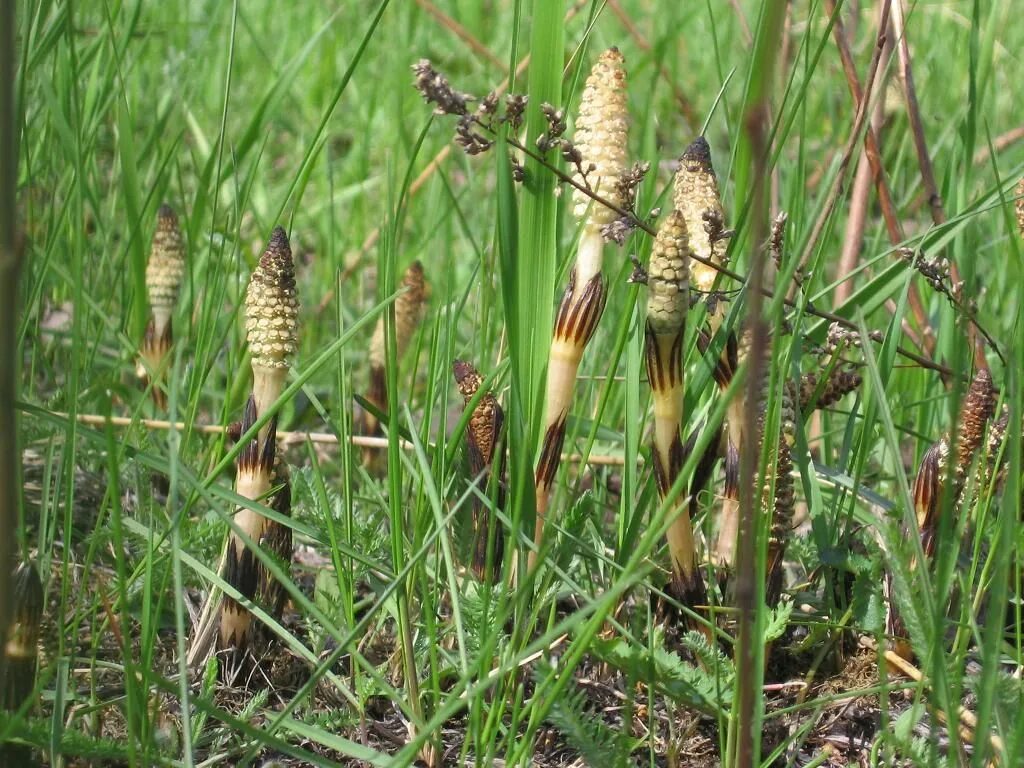 Хвощ полевой. Пестики хвоща полевого. Хвощ полевой (Equisetum arvense). Хвощ полевой Equisetum arvense l..