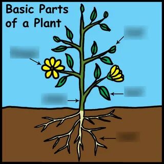 Plant class