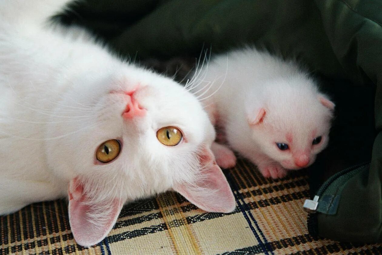 Приснилась кошка с котятами женщине к чему