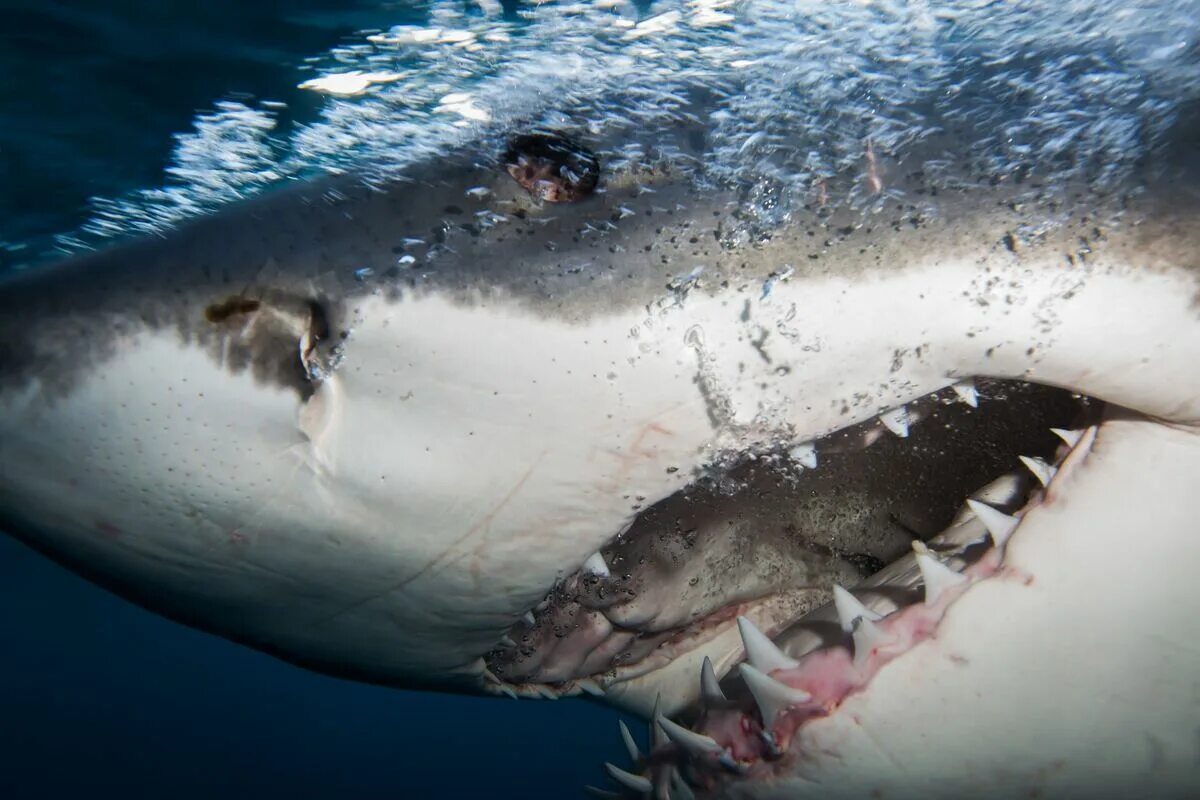 Белая акула кархародон. Акула белая, акула-людоед, кархародон. Большая белая акула ареал.