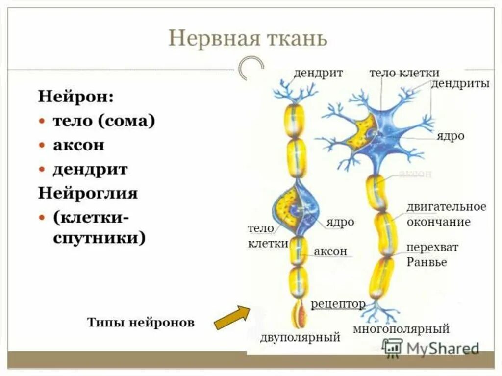 Выполняет питательную функцию нейрон или клетка. Нейрон. нервная ткань. клетки спутники в нервной системе. названия нейронов.