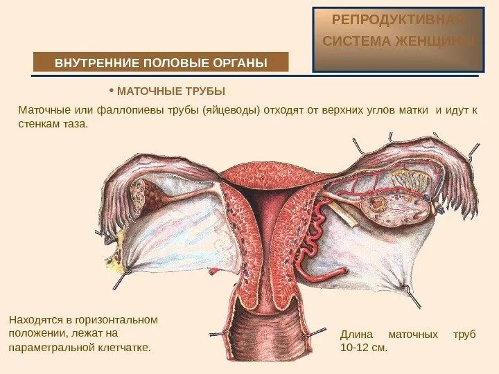 Внутренние органы матки. Репродуктивная система матки. внутреннее строение маточной трубы. репродуктивная система женщины анатомия внутренние. репродуктивная система женщины матка.