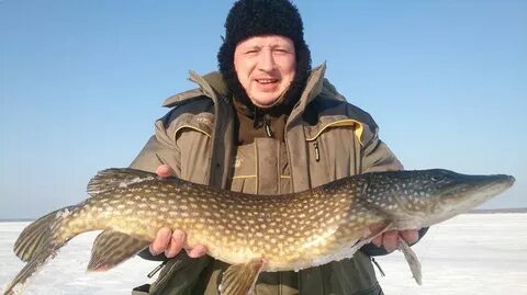 Чеснава рыбинское водохранилище