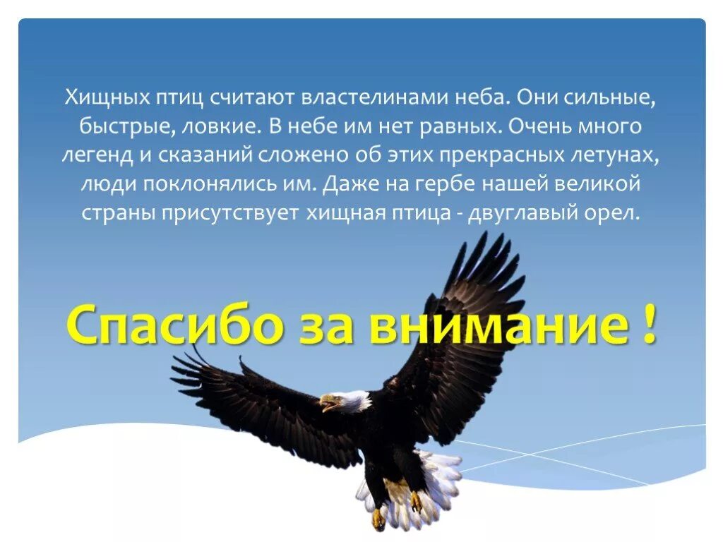 Значение хищных в жизни человека. Хищные птицы презентация. Беркут спасибо за внимание. Спасибо за внимание птицы. Спасибо за внимание для презентации с птицами.