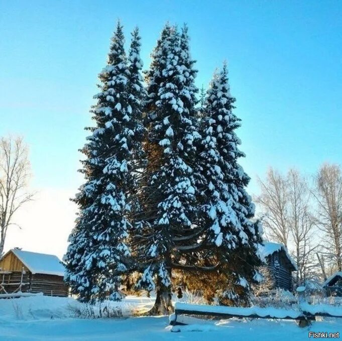 Многоствольная ель Усть-Куломский район. Село руч Усть-Куломский район. Руч Усть-Куломского района Республики Коми. Многоствольная ель.