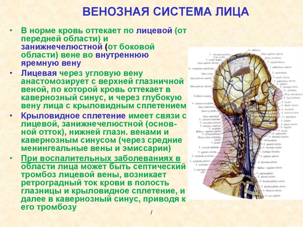 Слои свода. Анастомозы внутренней яремной Вене. Венозный отток от лица. Венозный отток в области лица. Венозный отток в области головы.