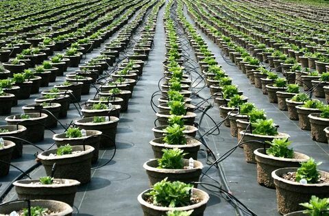Holland plants