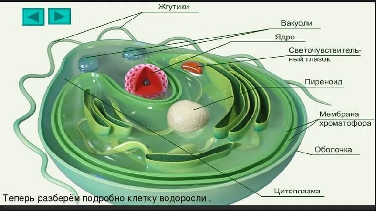 Количество клеток водорослей. Строение водорослей. Клетка водоросли. Клетка водоросли состоит. Цитоплазма водорослей.