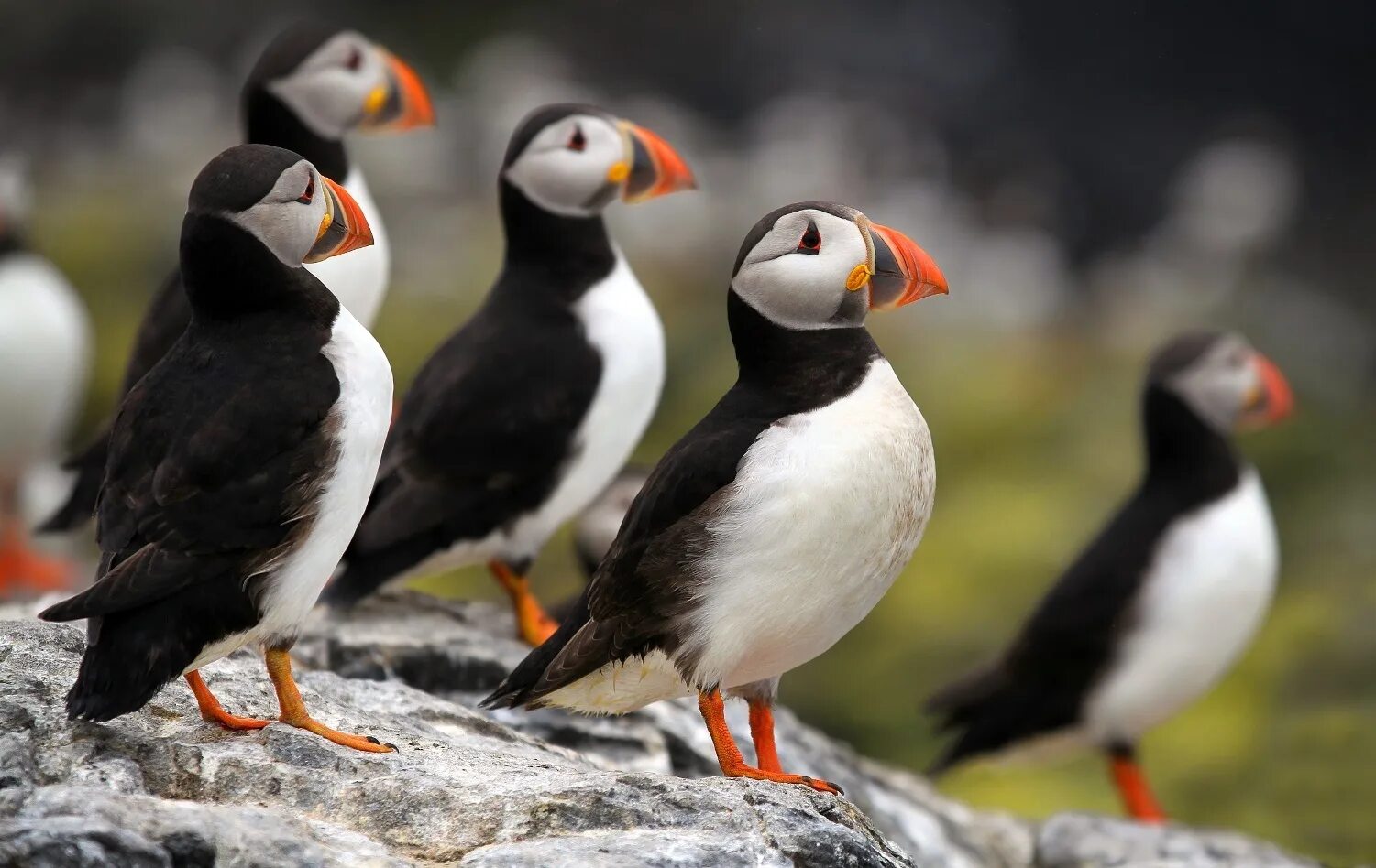 Наподобие птиц. Атлантический паффин. атлантический тупик птица. puffins птица тупик. паффин птица.